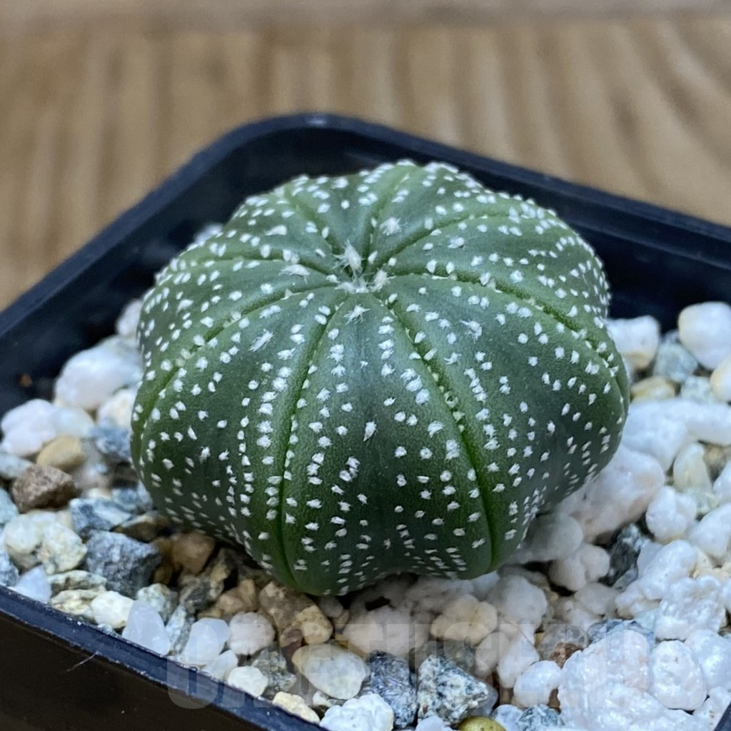 SH10332 Astrophytum asterias ‘Star Shape’ - immagine 2