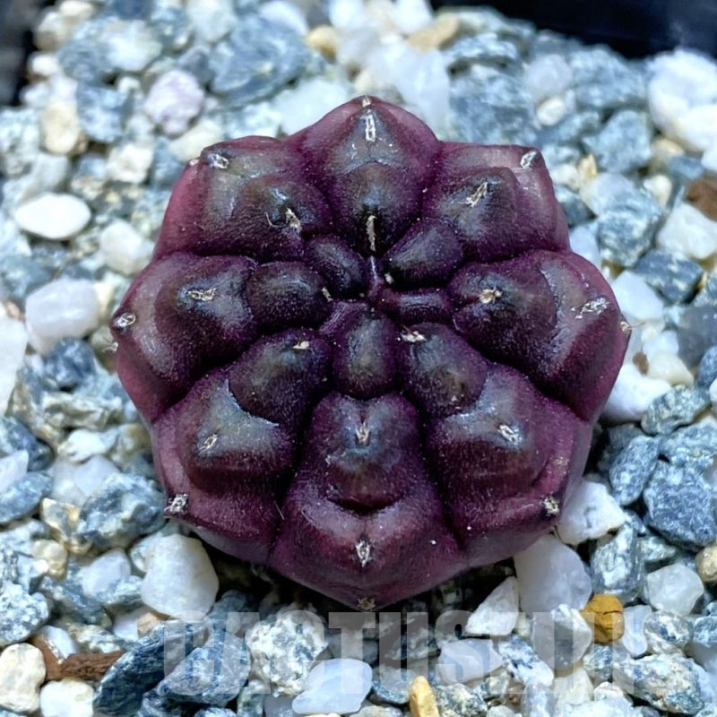 SH10334 Gymnocalycium mihanovichii ‘Day Dream’, seedling