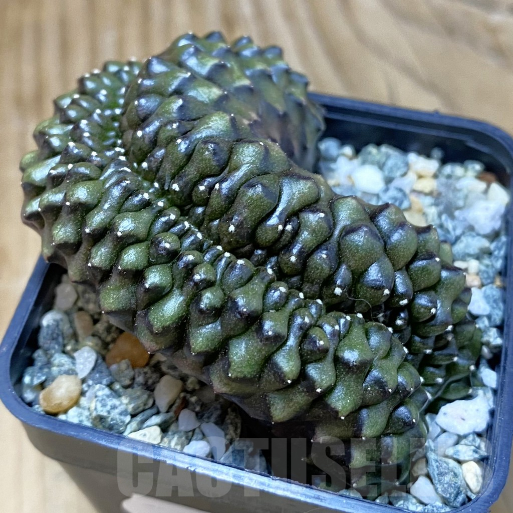 SH10335 Gymnocalycium mihanovichii ‘inermis’ f. cristata
