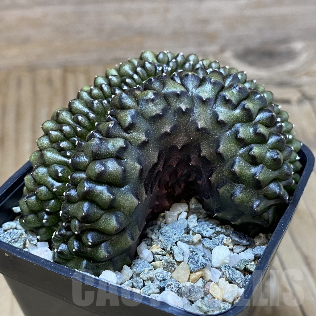 SH10335 Gymnocalycium mihanovichii ‘inermis’ f. cristata - Image 2