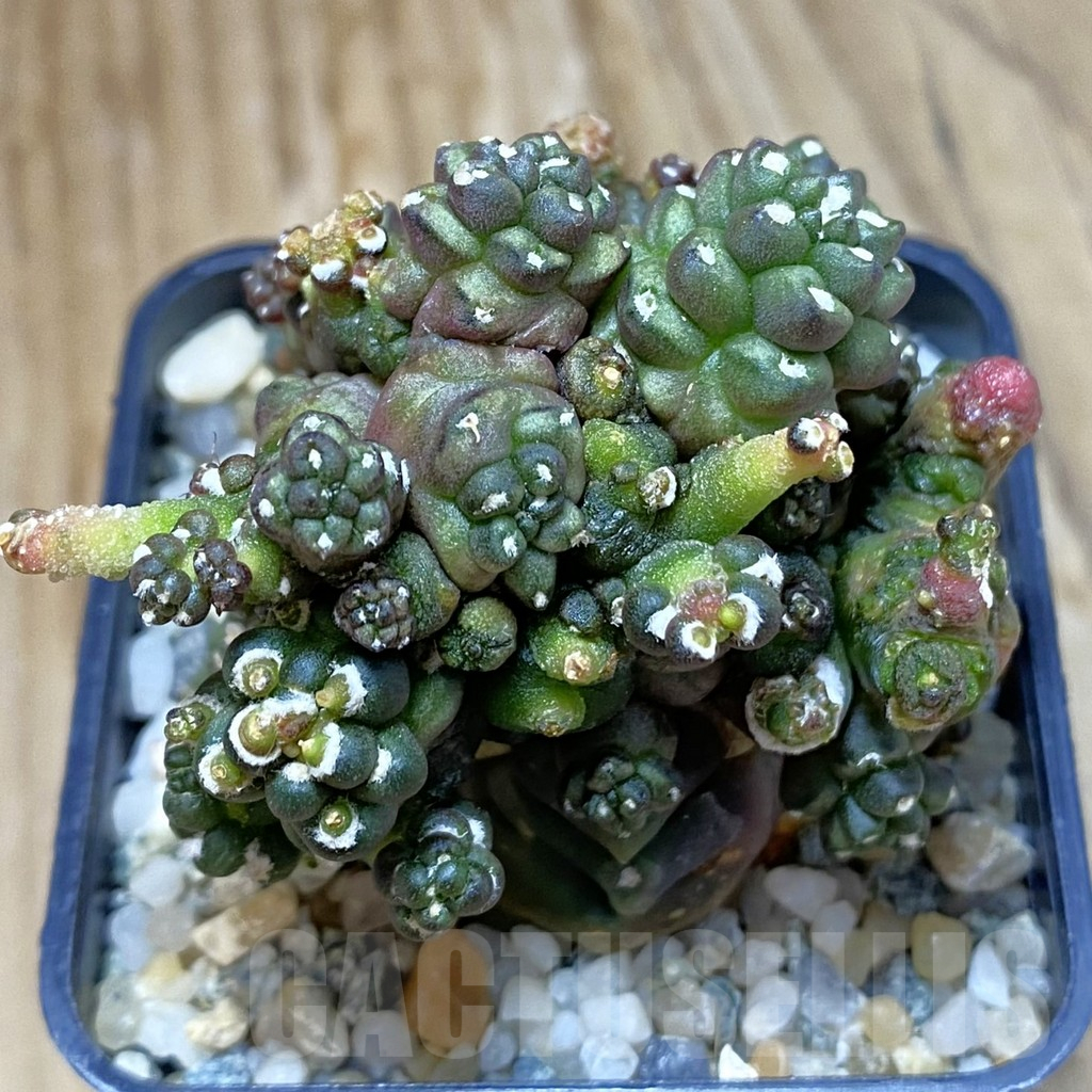 SH10336 Gymnocalycium mihanovichii ‘Transformer’