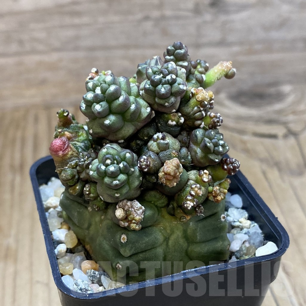 SH10336 Gymnocalycium mihanovichii ‘Transformer’ - Image 2