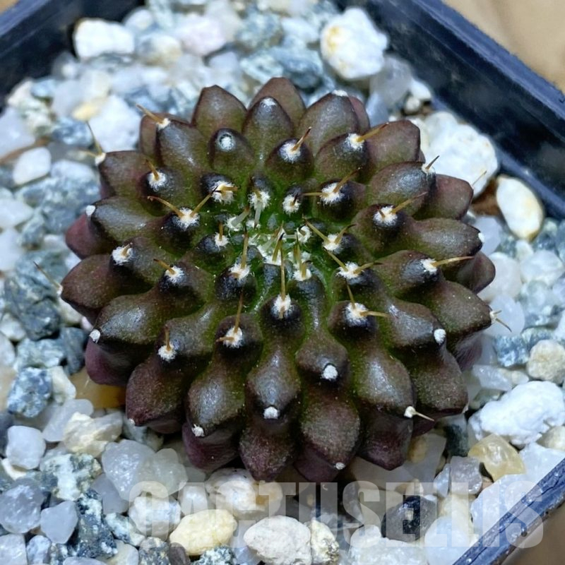 SH10338 Gymnocalycium mihanovichii ‘inermis’