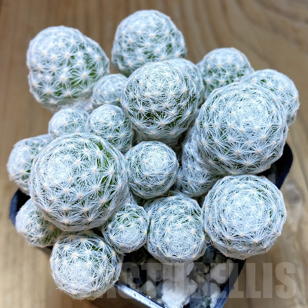 SH10324 Mammillaria humboldtii v. caespitosa