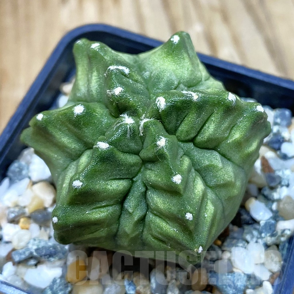 SH10339 Gymnocalycium mihanovichii ‘Transformer’ -Japan-
