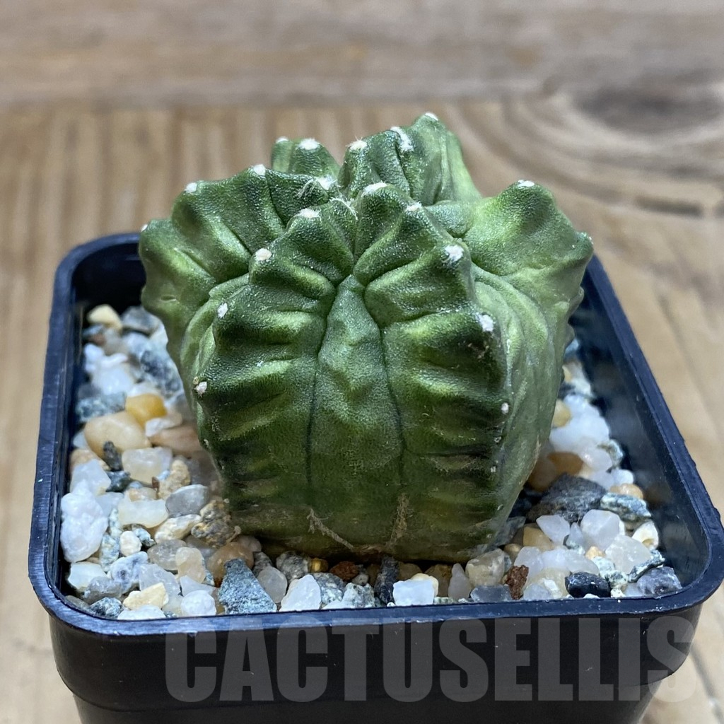 SH10339 Gymnocalycium mihanovichii ‘Transformer’ -Japan- - Image 2