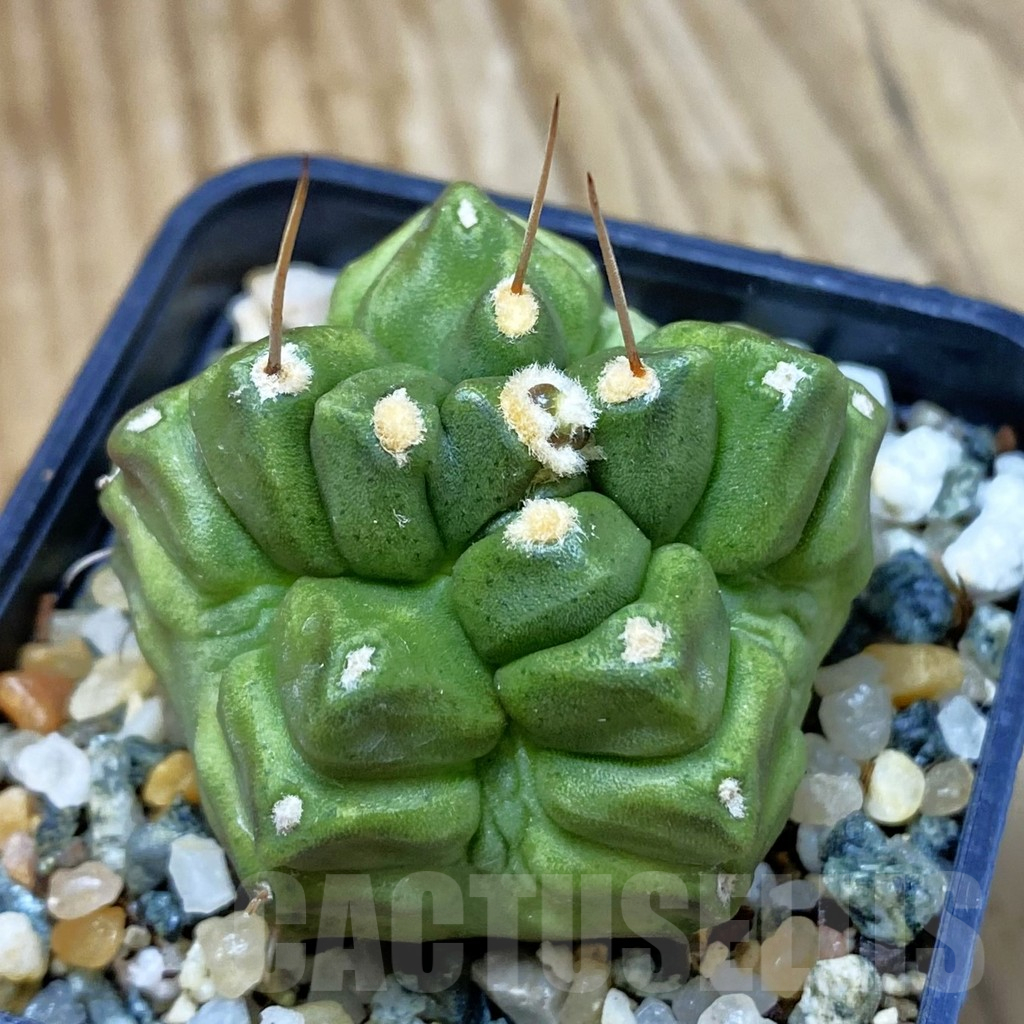 SH10340 Gymnocalycium mihanovichii ‘North Star'