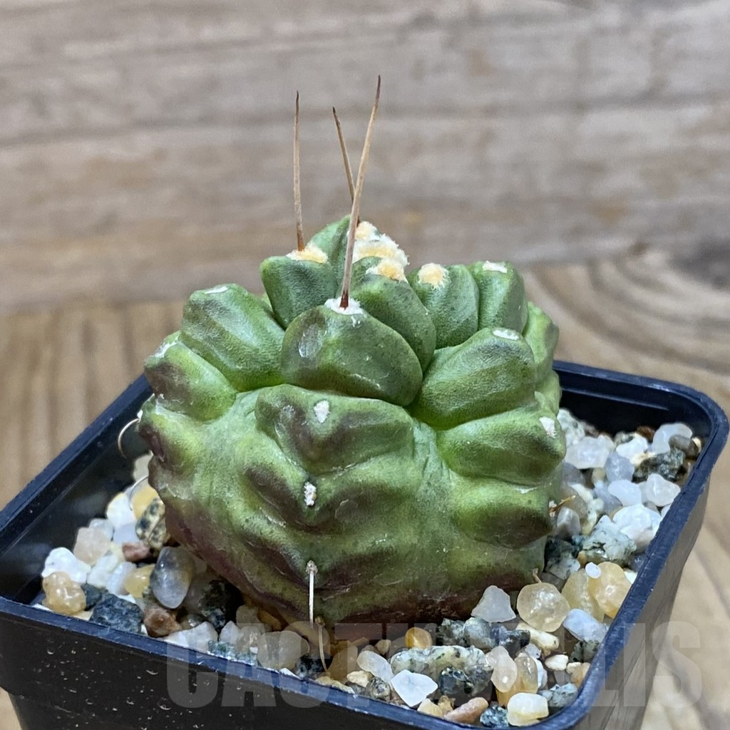 SH10340 Gymnocalycium mihanovichii ‘North Star' - Image 2