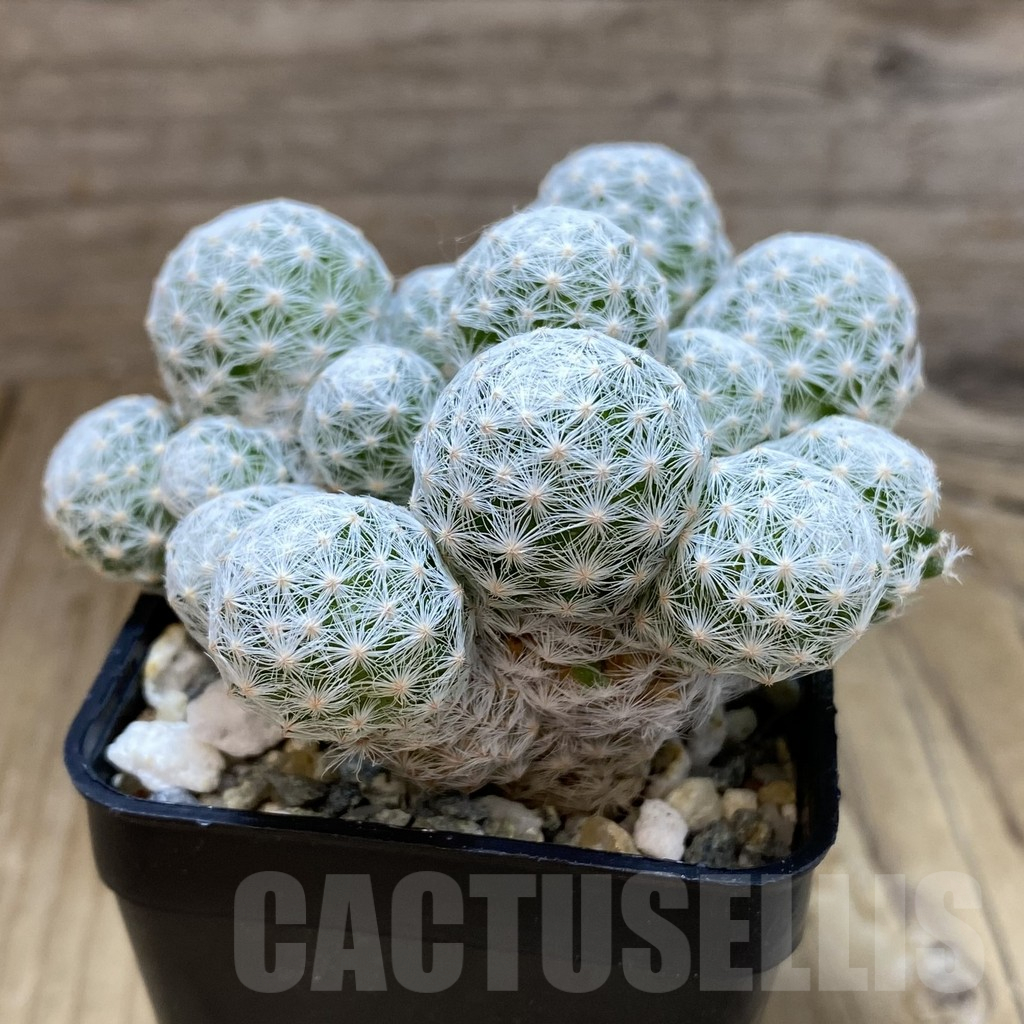 SH10324 Mammillaria humboldtii v. caespitosa - 画像 (2)