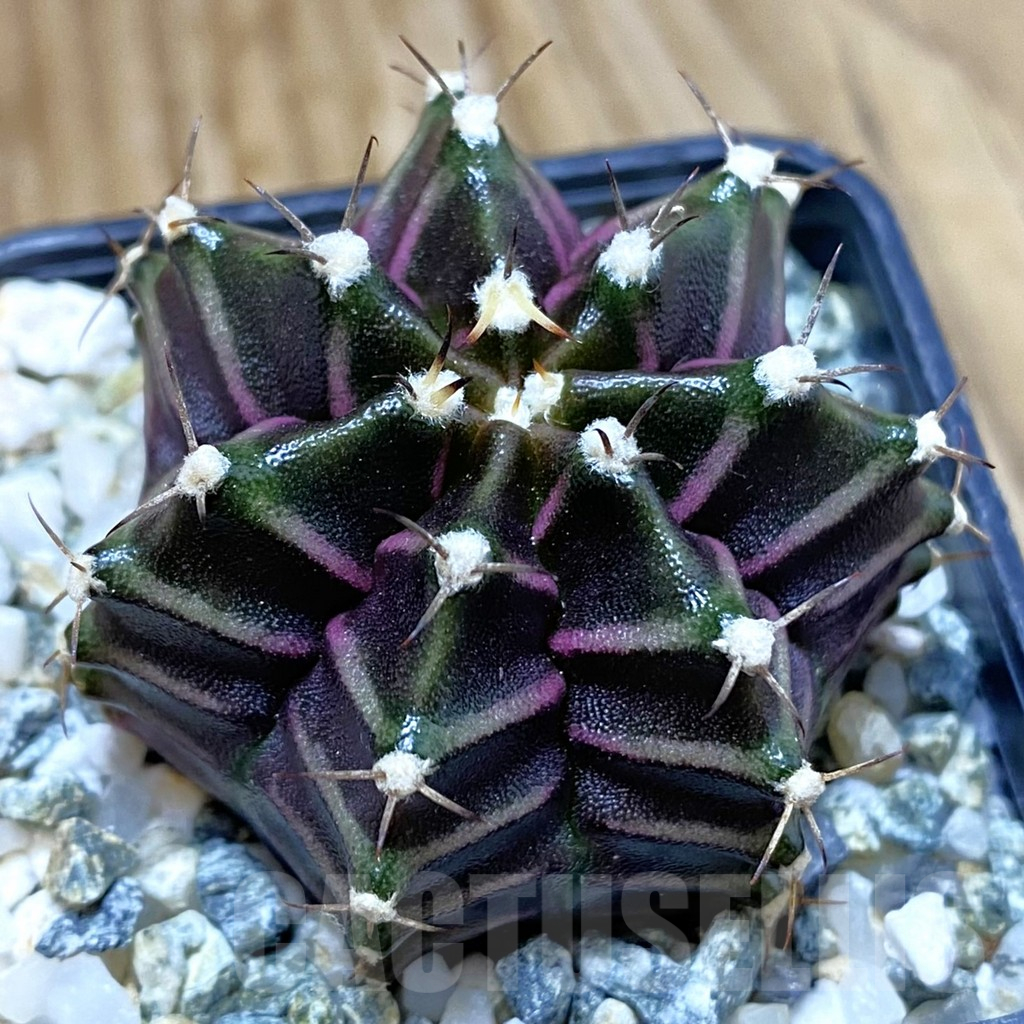 SH10346 Gymnocalycium mihanovichii ‘Black Widow’, seedling