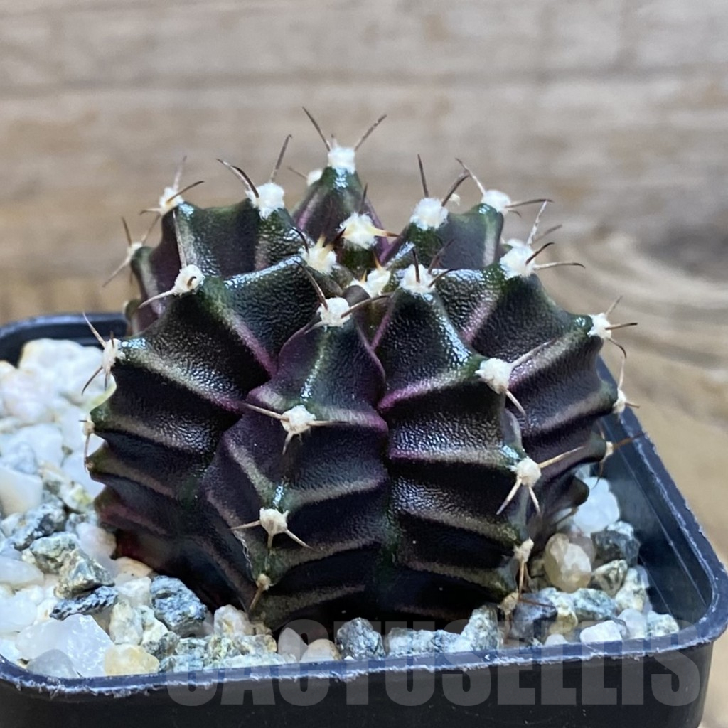 SH10346 Gymnocalycium mihanovichii ‘Black Widow’, seedling - Image 2