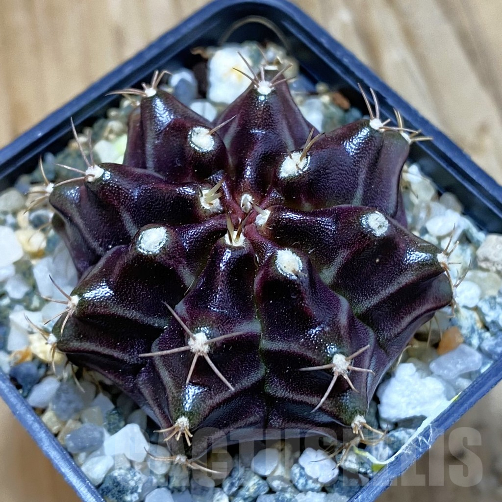 SH10347 Gymnocalycium mihanovichii ‘Black Widow’, seedling