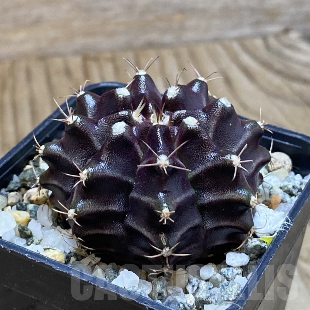 SH10347 Gymnocalycium mihanovichii ‘Black Widow’, seedling - Image 2