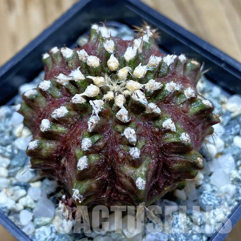 SH10348 Gymnocalycium mihanovichii 'T-Rex', seedling