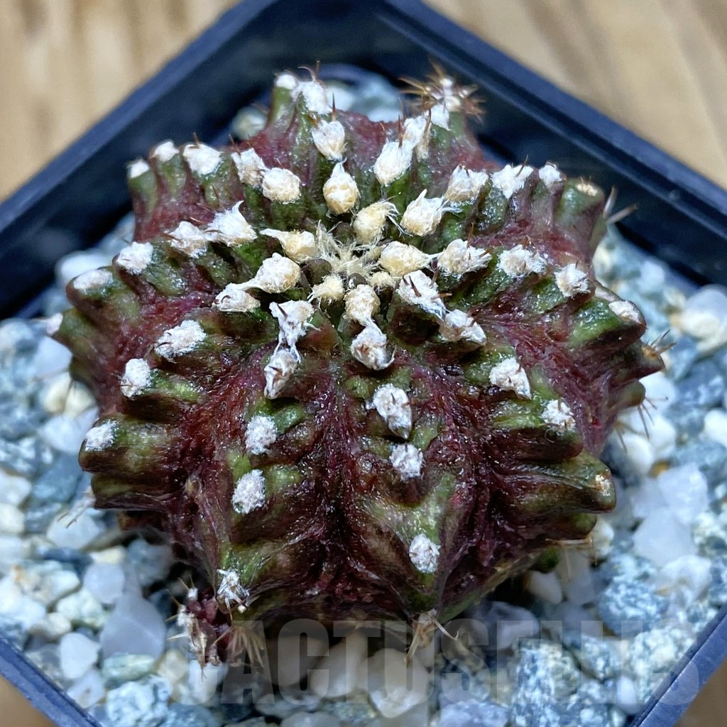 SH10348 Gymnocalycium mihanovichii 'T-Rex', seedling
