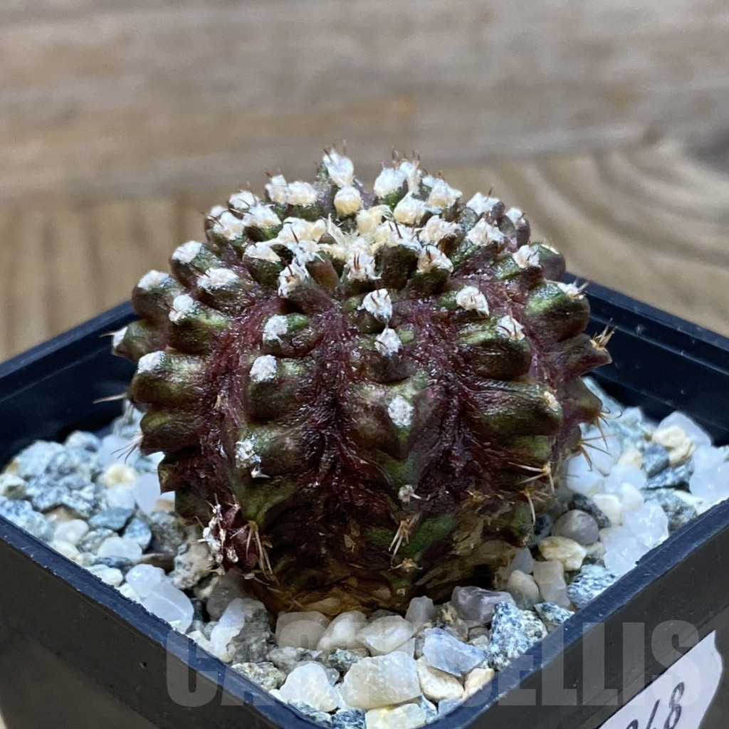 SH10348 Gymnocalycium mihanovichii 'T-Rex', seedling - Image 2