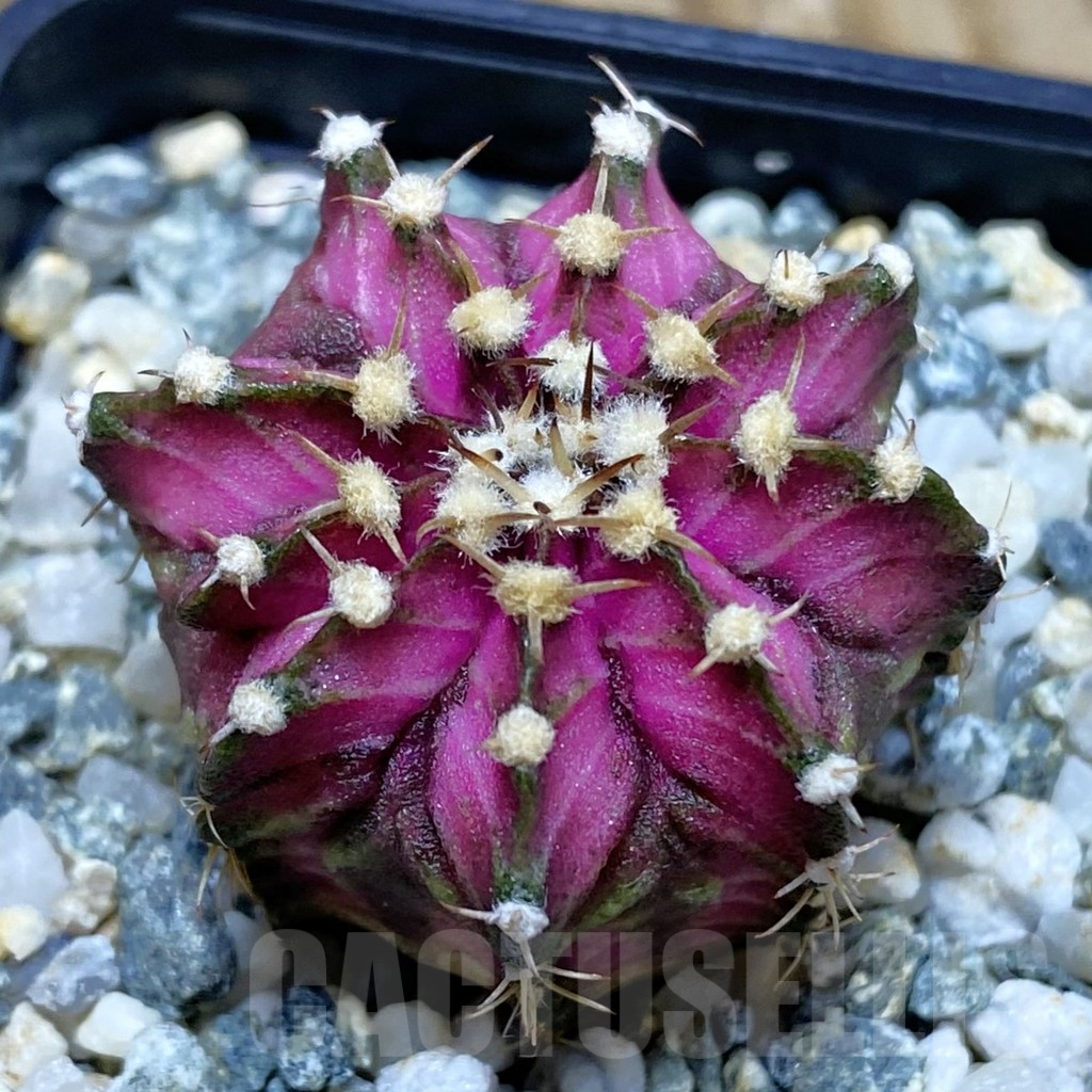 SH10350 Gymnocalycium mihanovichii 'T-Lux', seedling
