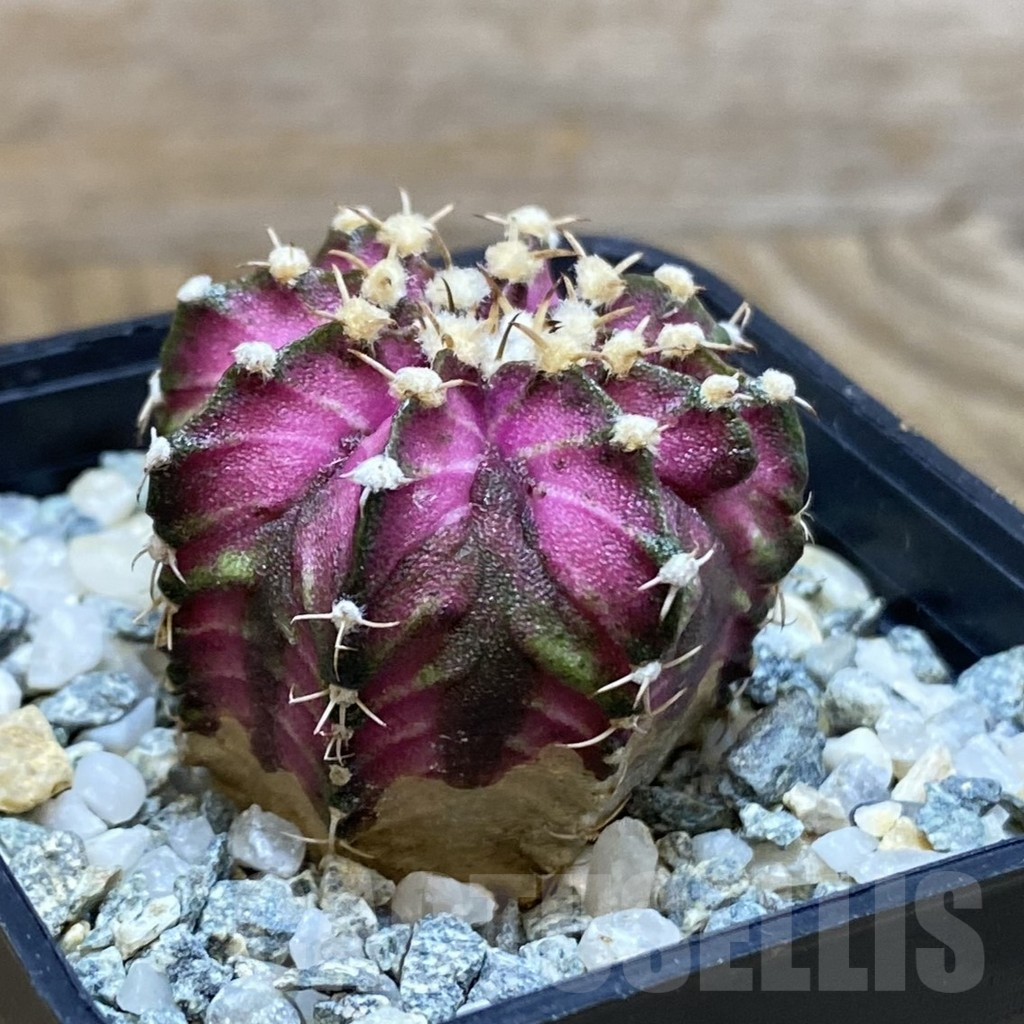 SH10350 Gymnocalycium mihanovichii 'T-Lux', seedling - Image 2