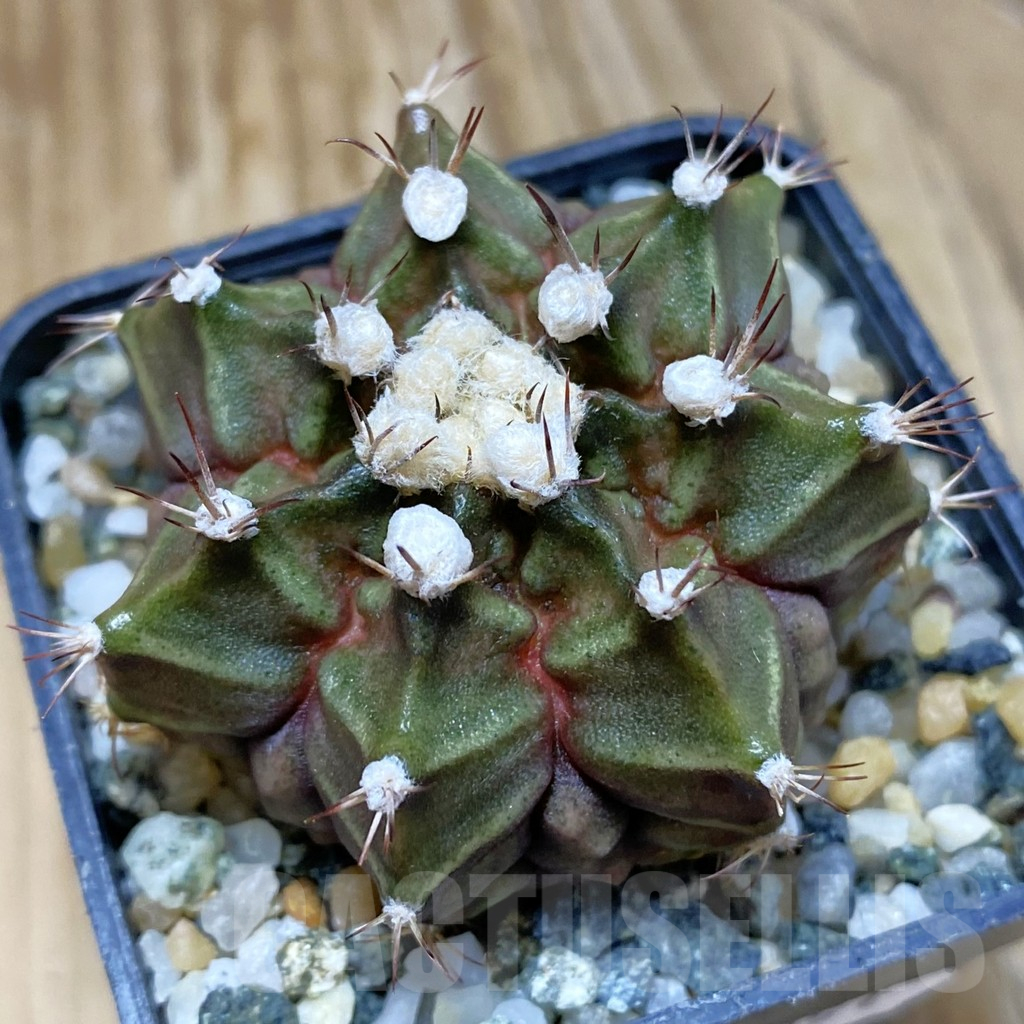 SH10351 Gymnocalycium mihanovichii 'T-Rex', seedling