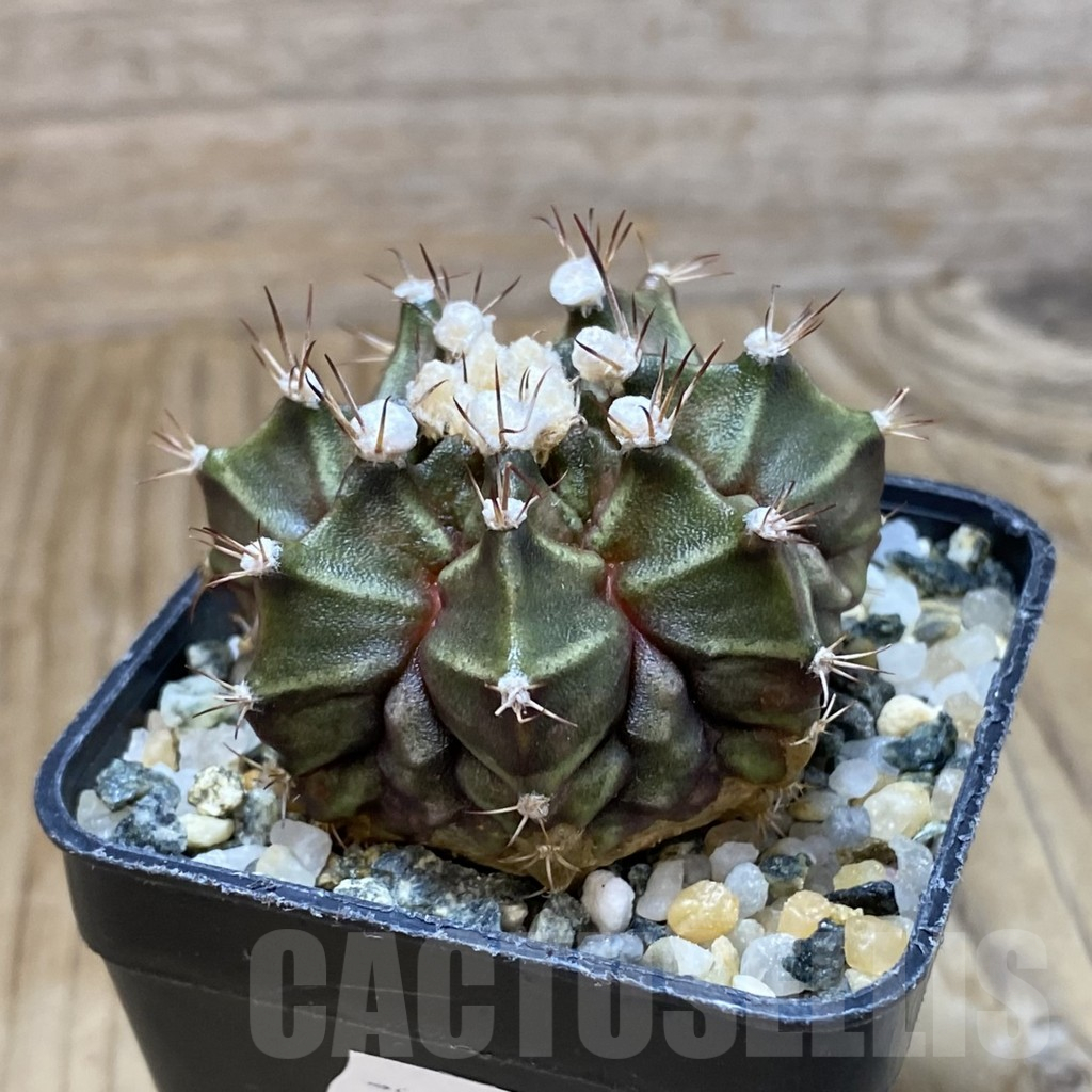 SH10351 Gymnocalycium mihanovichii 'T-Rex', seedling - Image 2