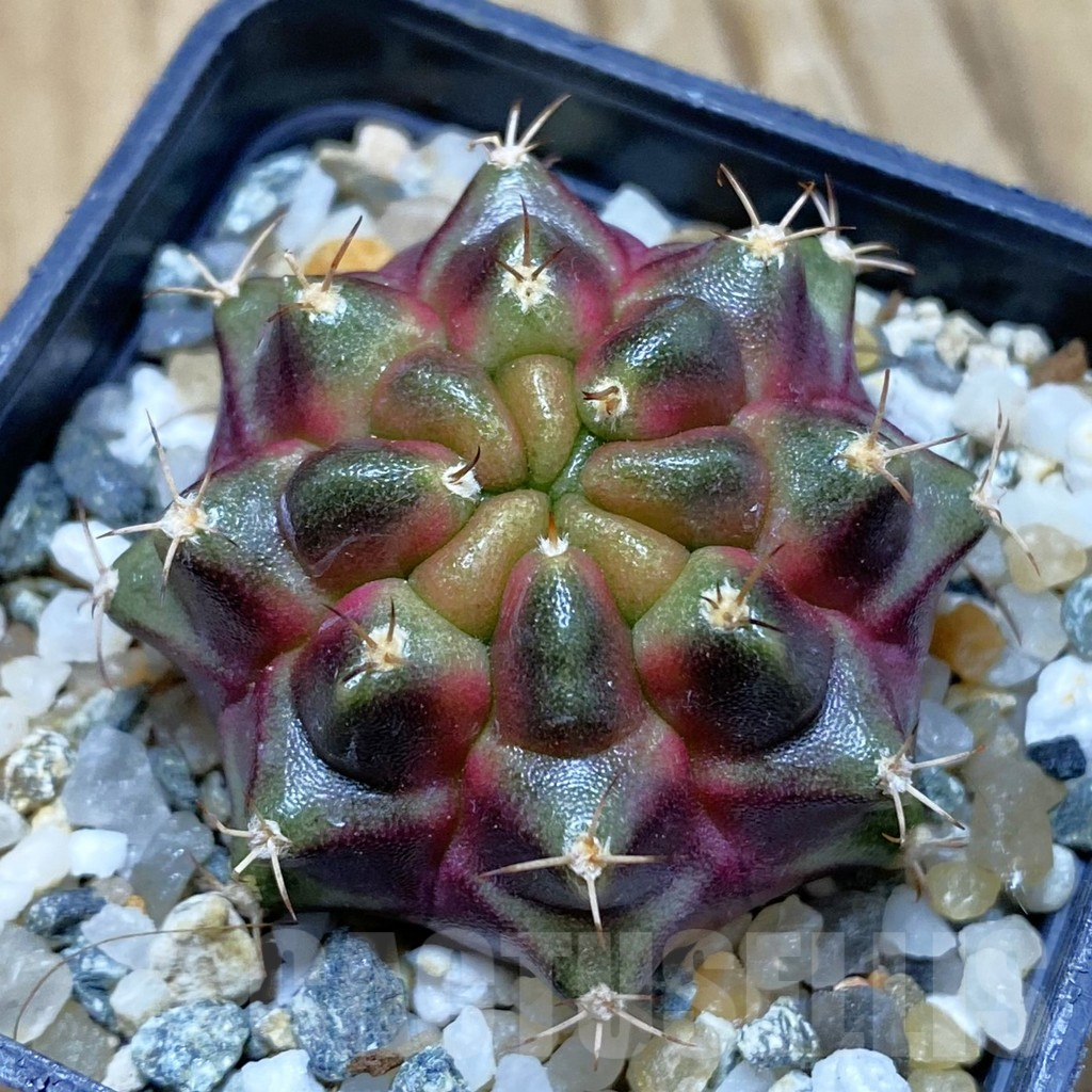 SH10352 Gymnocalycium mihanovichii ‘Purple Nebula’