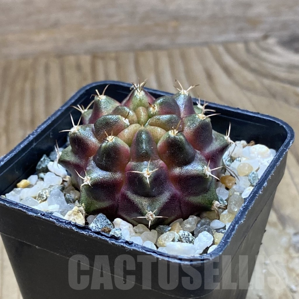 SH10352 Gymnocalycium mihanovichii ‘Purple Nebula’ - Image 2