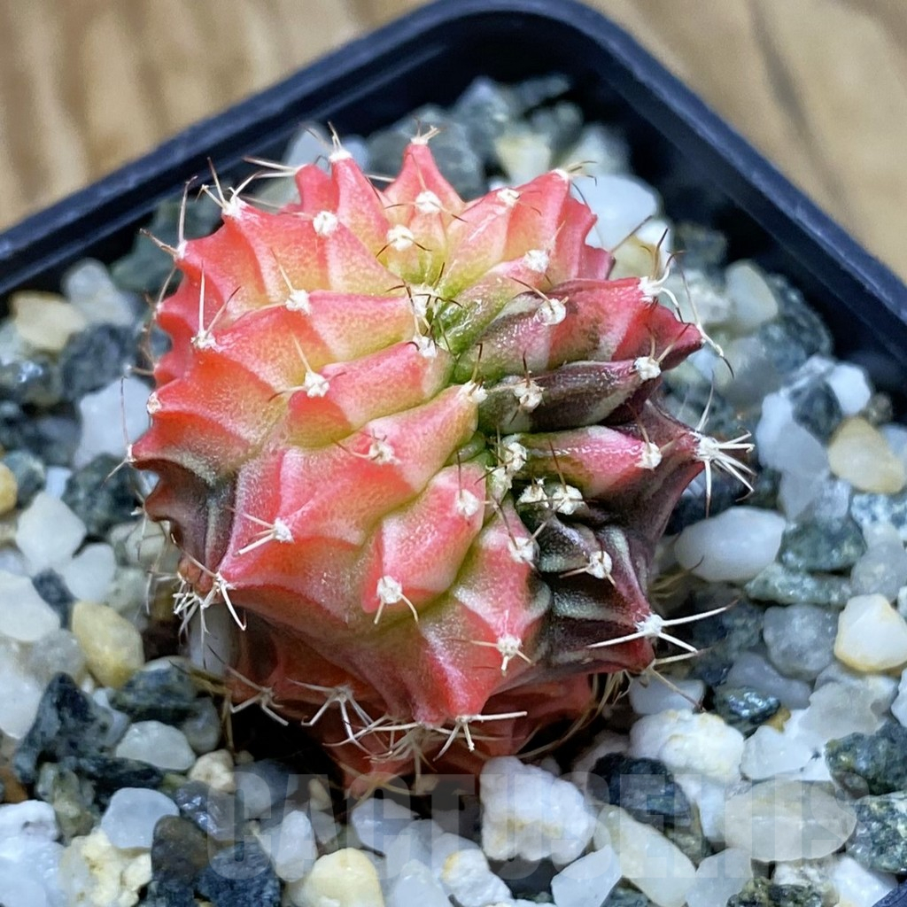 SH10356 Gymnocalycium mihanovichii variegata f. cristata