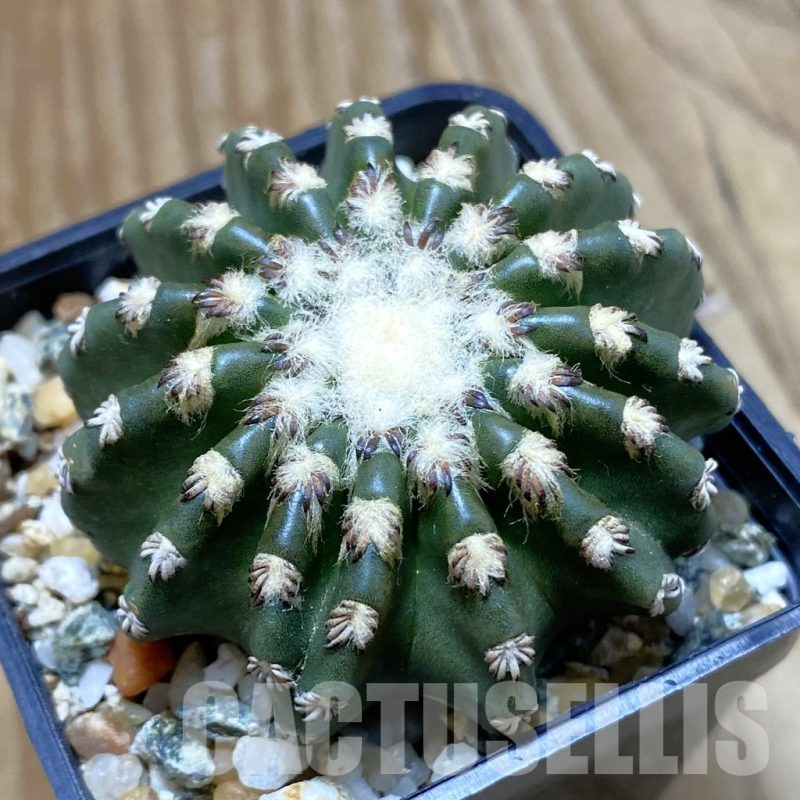 SH10490 Discocactus horstii