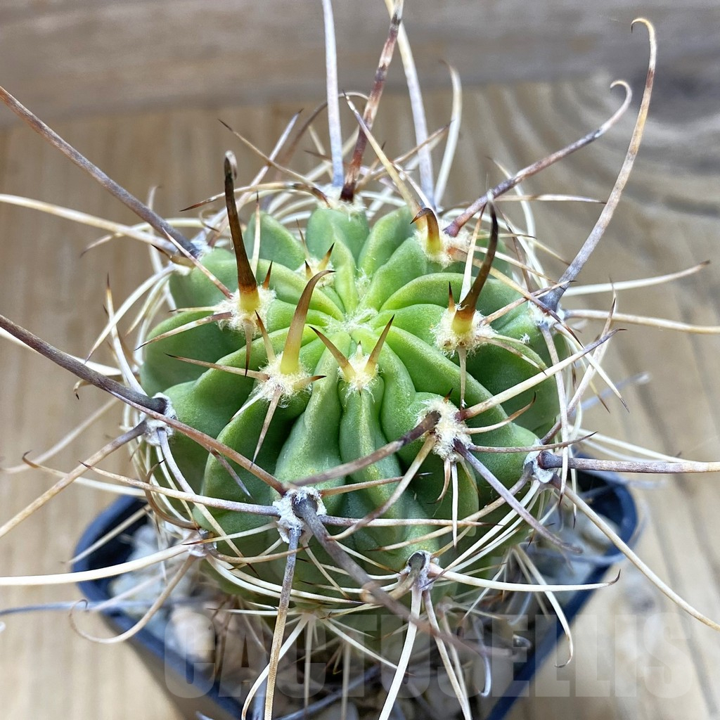 SH10458 Lobivia ferox