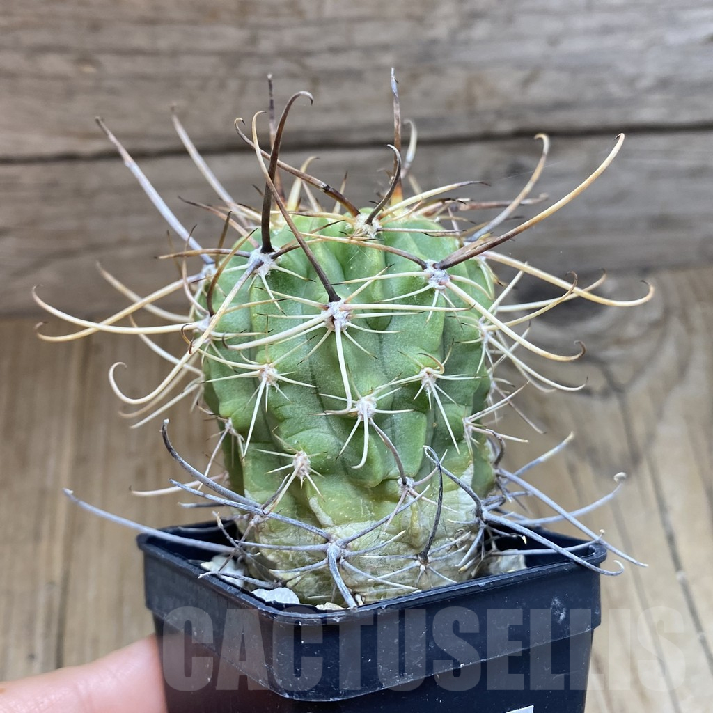 SH10458 Lobivia ferox - Obrázek 2