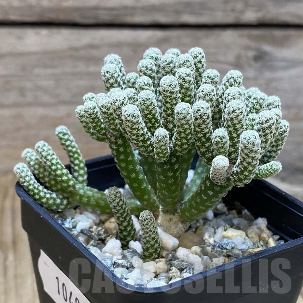 SH10495 Turbinicarpus krainzianus v. minimus - immagine 2