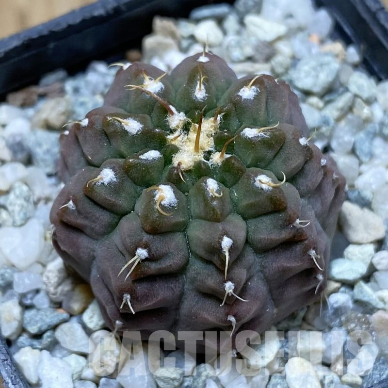 SH10496 Gymnocalycium vatteri v. unguispinum