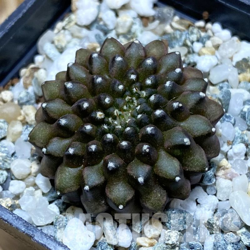 SH10498 Gymnocalycium mihanovichii ‘inermis’