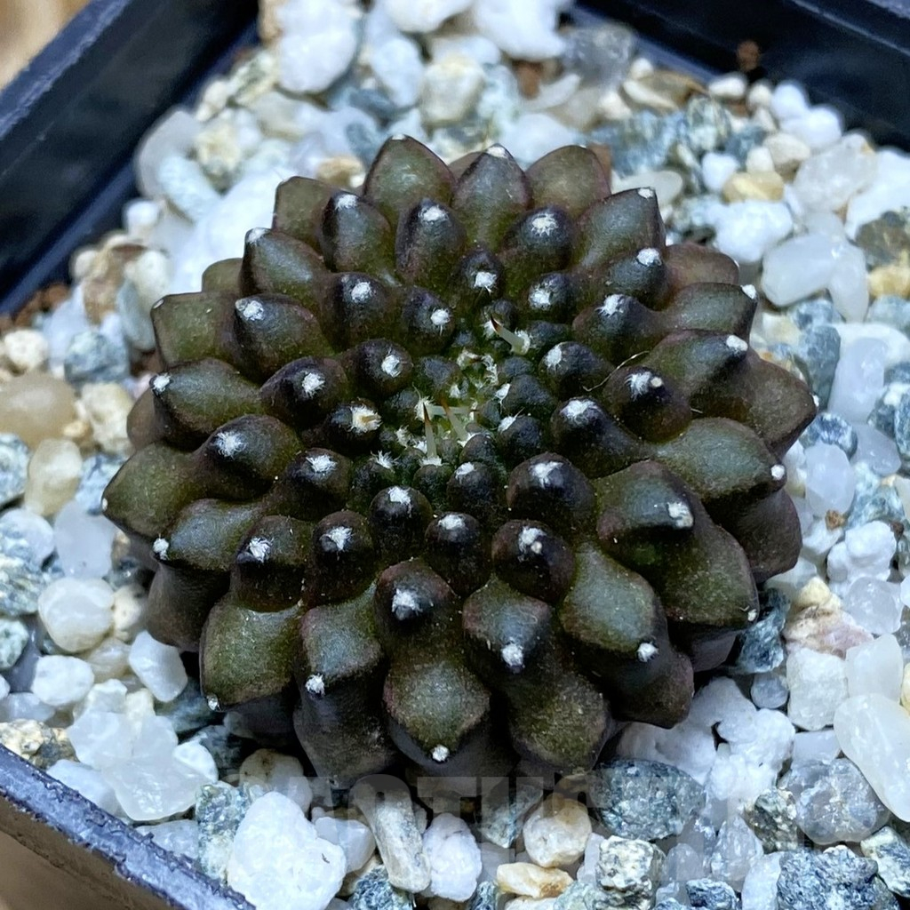 SH10498 Gymnocalycium mihanovichii ‘inermis’