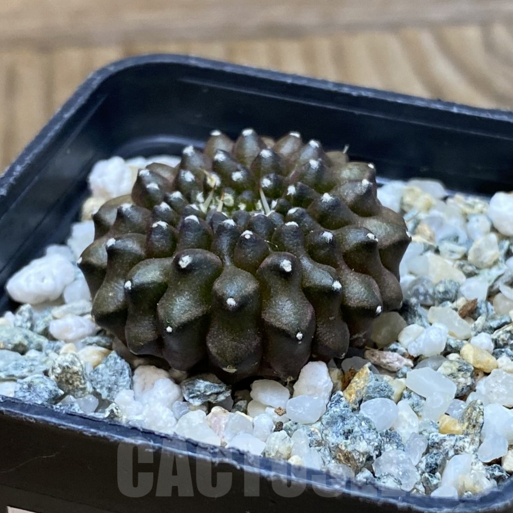 SH10498 Gymnocalycium mihanovichii ‘inermis’ - Image 2