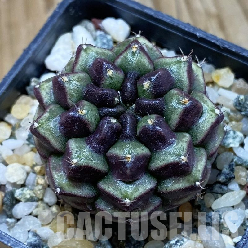 SH10500 Gymnocalycium mihanovichii ‘Day Dream’, seedling
