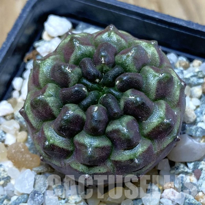 SH10501 Gymnocalycium mihanovichii ‘Day Dream’, seedling