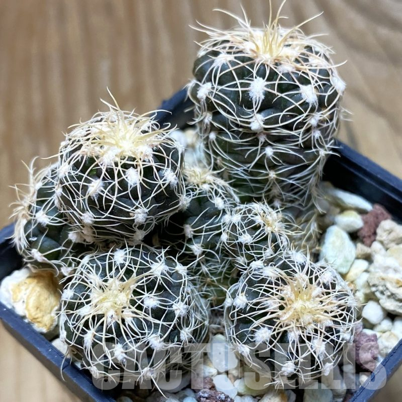 SH10459 Gymnocalycium bruchii v. albispinum