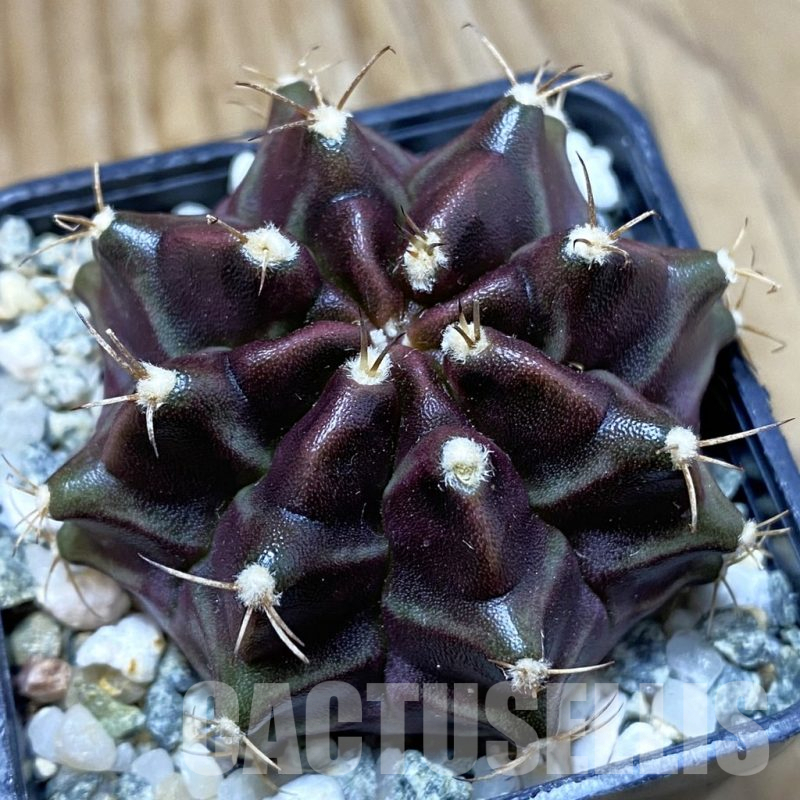 SH10507 Gymnocalycium mihanovichii ‘Black Widow’, seedling