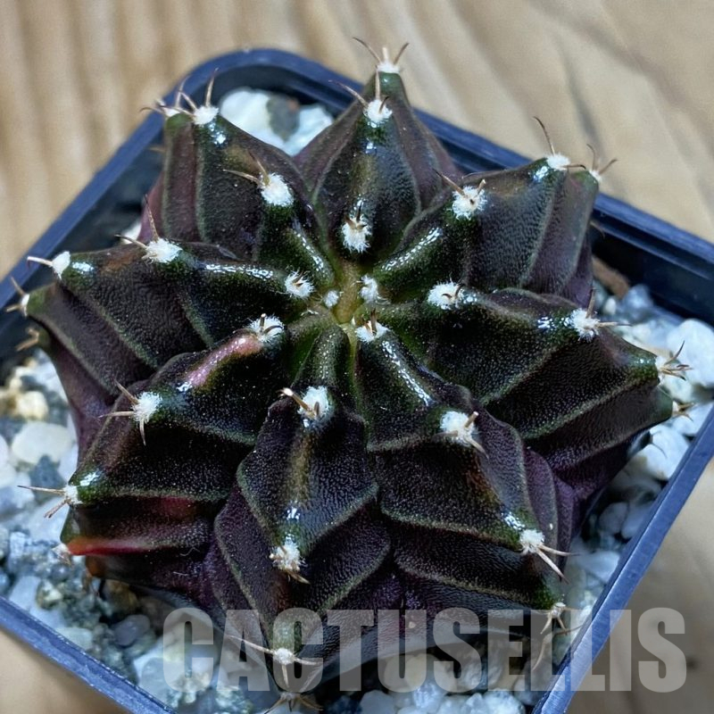 SH10508 Gymnocalycium mihanovichii ‘Black Widow’, seedling