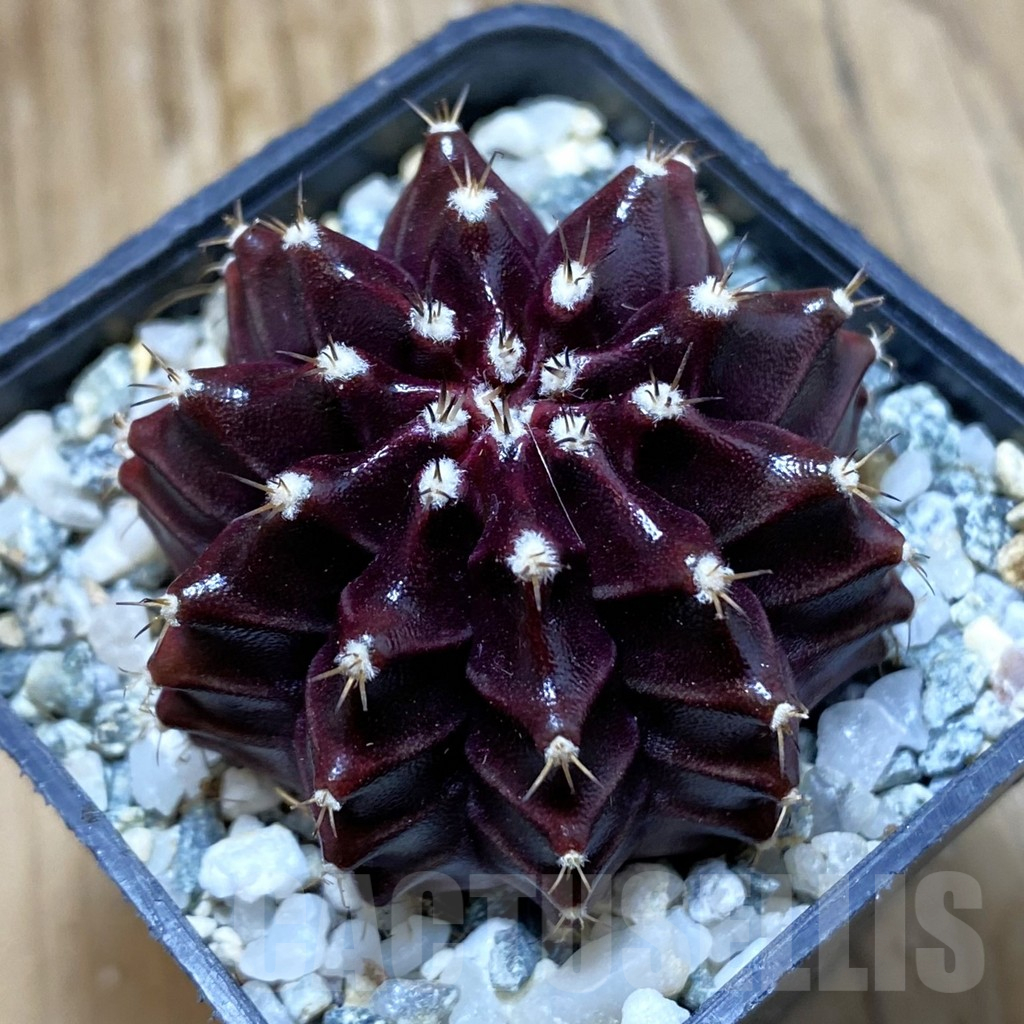 SH10509 Gymnocalycium mihanovichii ‘Black Widow’, seedling
