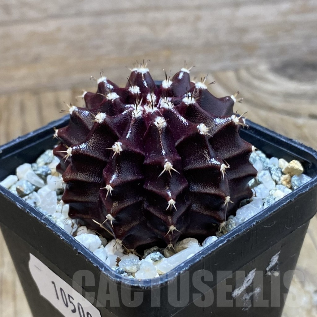 SH10509 Gymnocalycium mihanovichii ‘Black Widow’, seedling - Obrázek 2