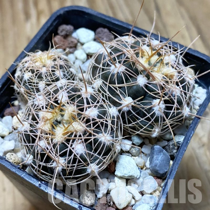 SH10463 Gymnocalycium bruchii