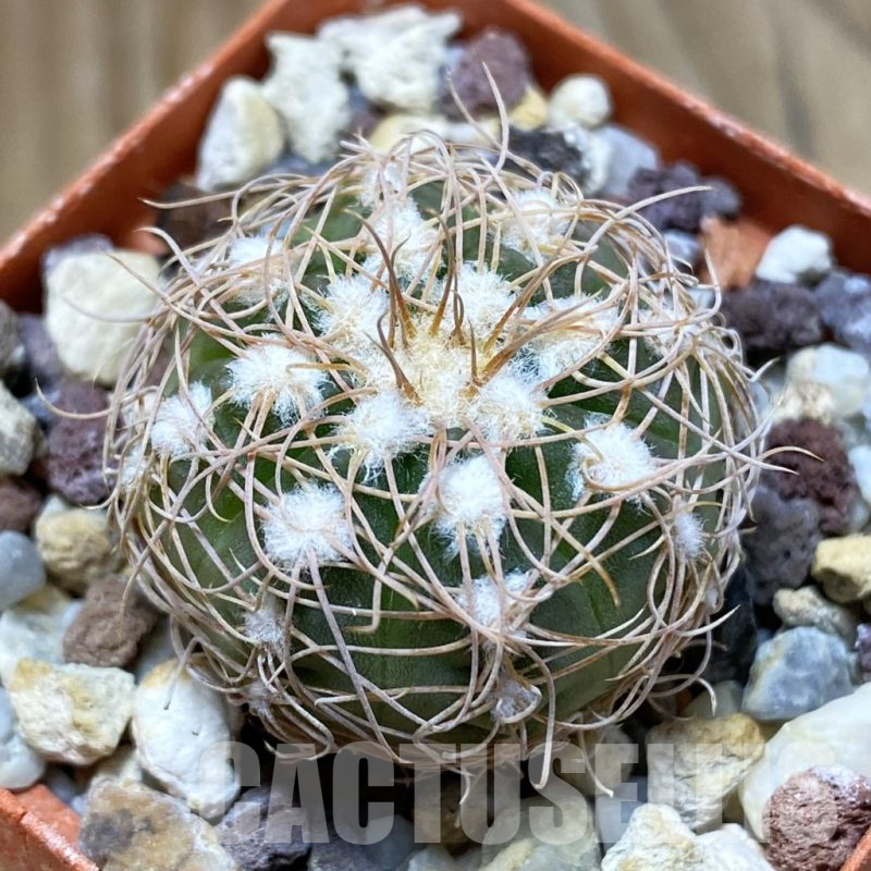 SH10465 Gymnocalycium bruchii v. hossei
