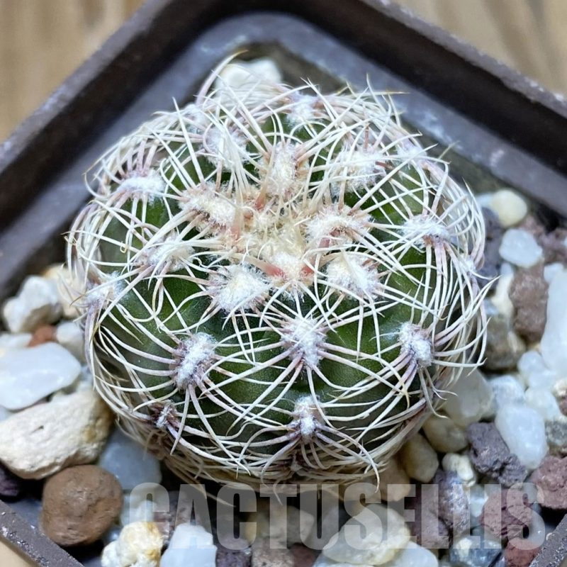 SH10466 Gymnocalycium bruchii v. albispinum