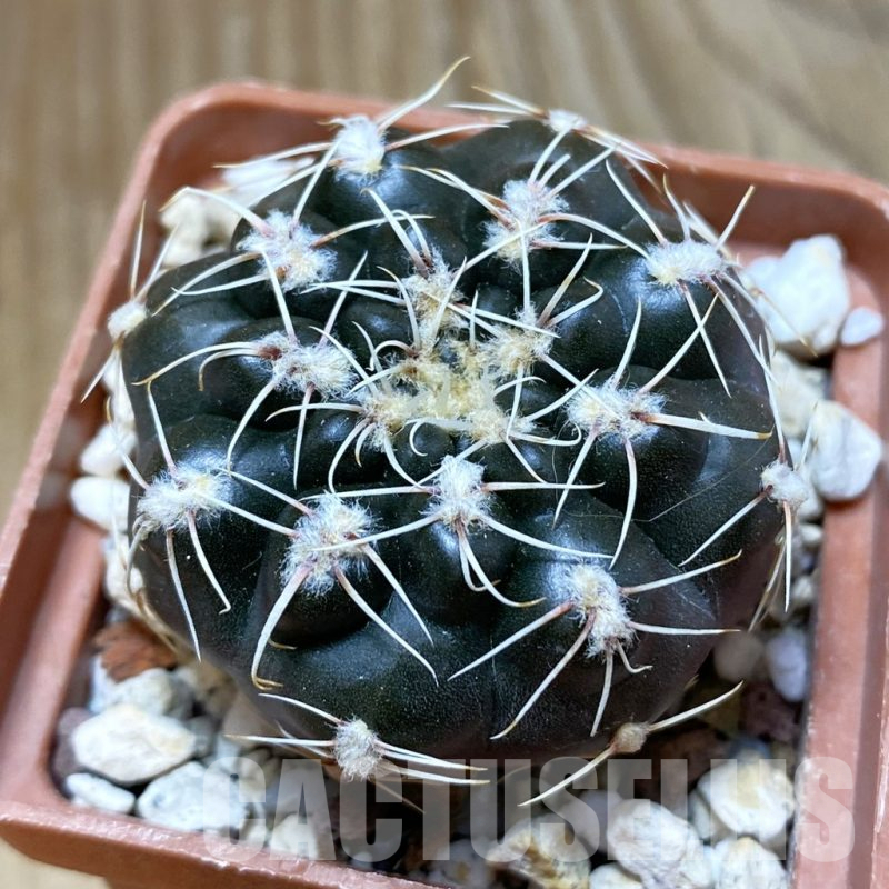 SH10470 Gymnocalycium affine