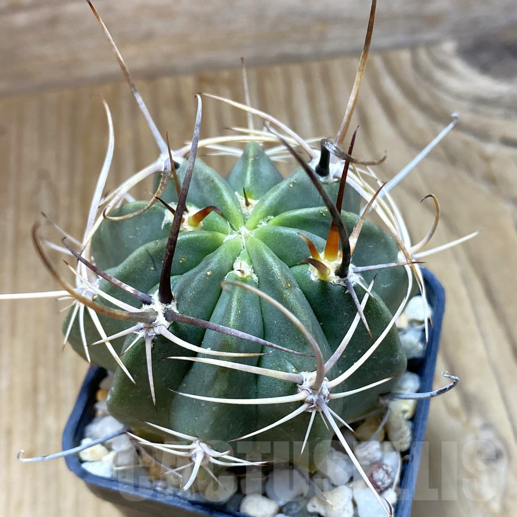 SH10456 Lobivia ferox