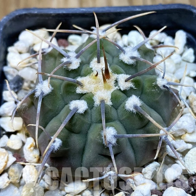 SH10471 Gymnocalycium vatteri