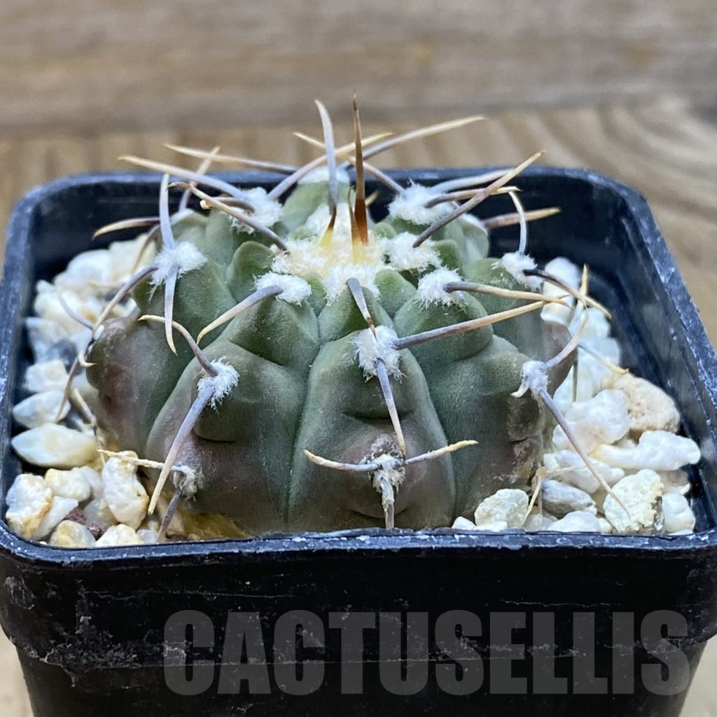 SH10471 Gymnocalycium vatteri - Image 2