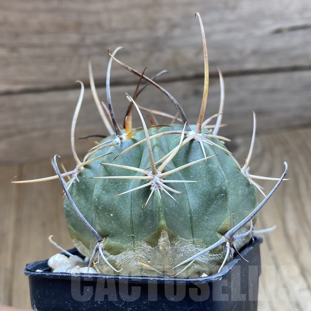 SH10456 Lobivia ferox - immagine 2